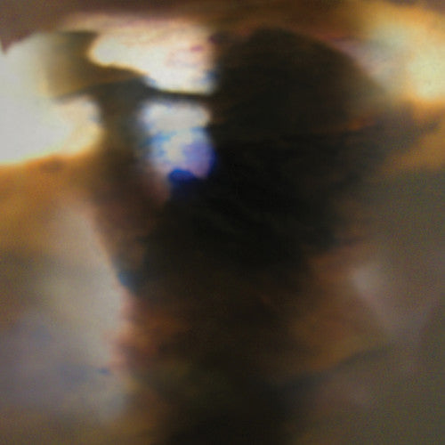 Animal Collective: Fall Be Kind / RECORD