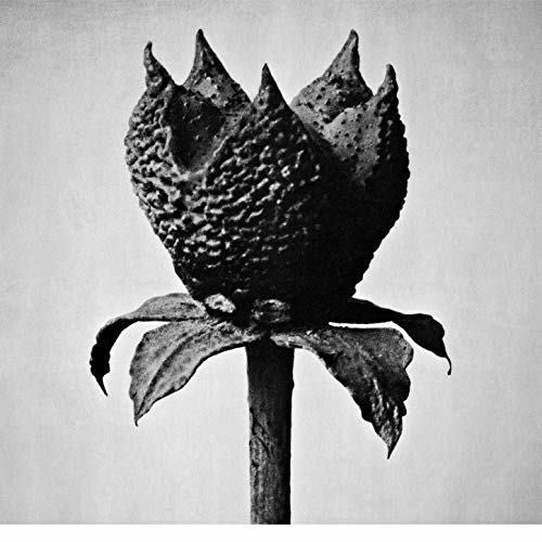 Masayoshi Fujita: Book Of Life { CD }
