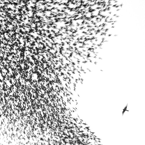 Wilco: Sky Blue Sky / RECORD