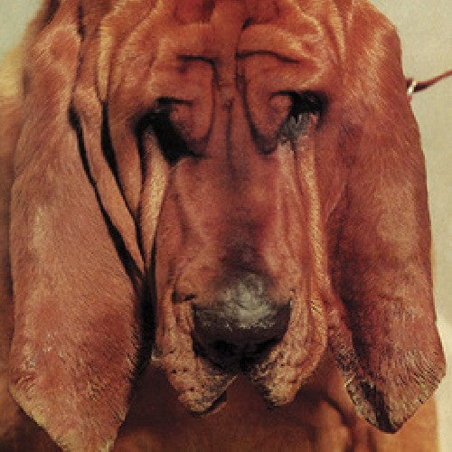 Segall, Ty: Goodbye Bread / RECORD
