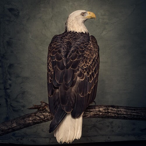 Clutch: Book Of Bad Decisions / RECORD