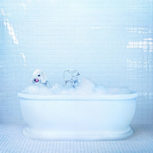 Frankie Cosmos: Vessel / RECORD