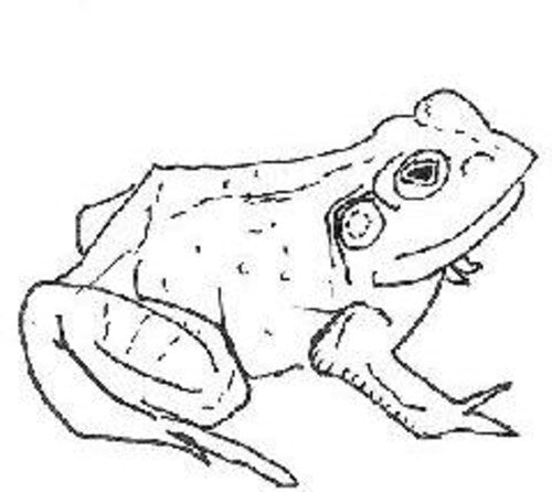 Aoife O'Donovan: Bull Frogs Croon (and Other Songs)  { CD }